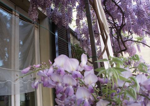 wisteria and window